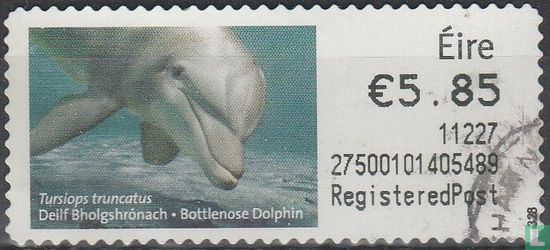Common bottlenose dolphin
