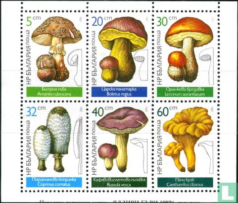 Eetbare paddenstoelen