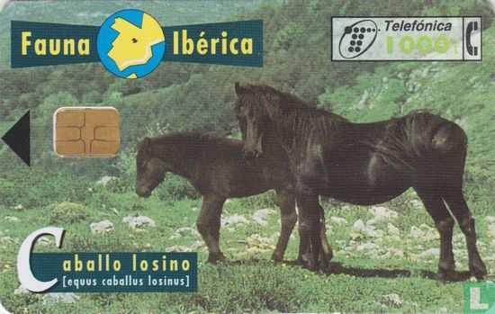 Caballo Losino [equus caballus losinus] - Image 1