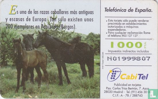 Caballo Losino [equus caballus losinus] - Image 2
