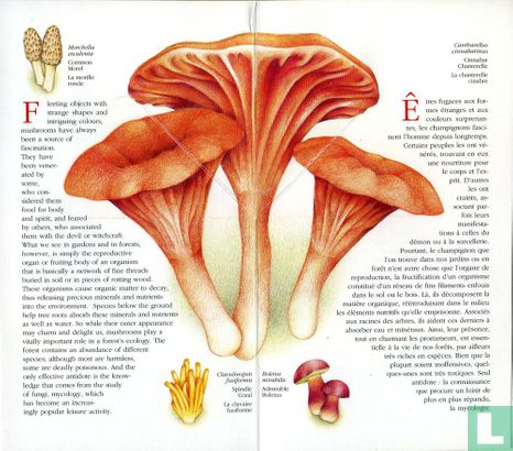 Mushrooms - Image 2