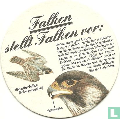 Falken stellt Falken vor: Wanderfalke / Falkenbier - Afbeelding 1