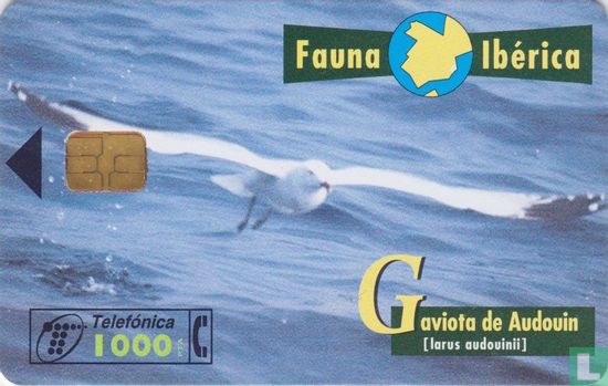 Gaviota de Audouin [larus audouinii] - Bild 1