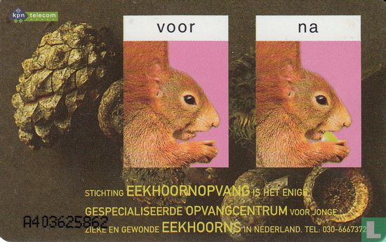 Stichting Das & Boom / Stichting de Eekhoornopvang - Afbeelding 2
