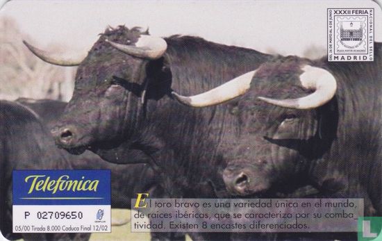 Toro Brava - Image 2