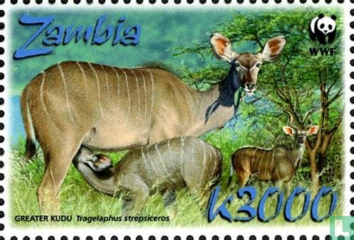 Greater Kudu  