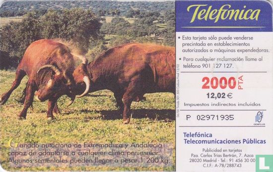 Toro Retinto - Afbeelding 2