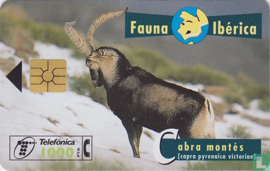 Cabra Montés [capra pyrenaica victoriae] - Bild 1