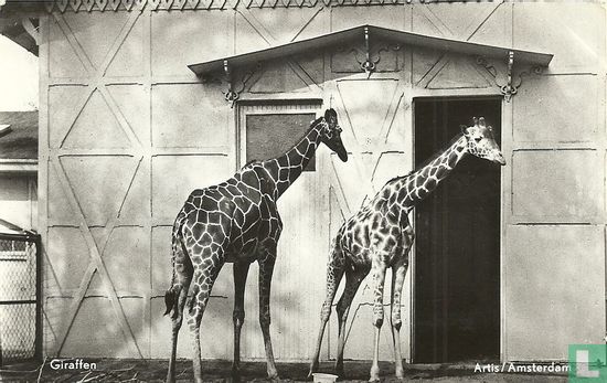 Giraffen Artis/Amsterdam - Afbeelding 1