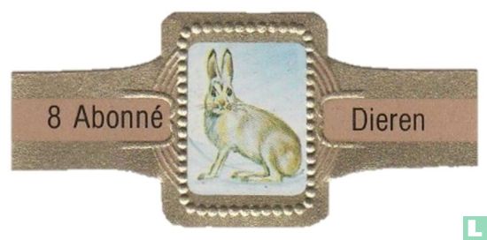 [Arctic hare] - Image 1