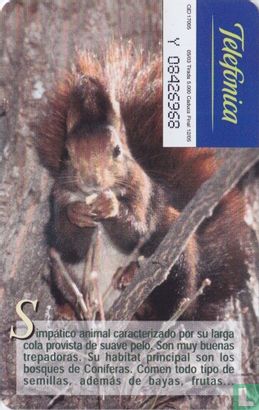 Ardilla [Sciurus Vulgaris] - Image 2