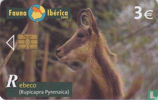 Rebeco [Rupicapra Pyrenaica] - Afbeelding 1