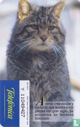 Gato Montés [Felis silvestris] - Afbeelding 2