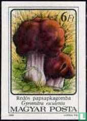 Giftige paddenstoelen