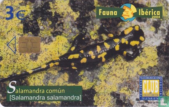 Salamandra común [Salamandra salamandra] - Bild 1