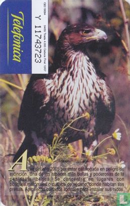 Aguila Perdicera [Hieraaetus fasciatus] - Afbeelding 2