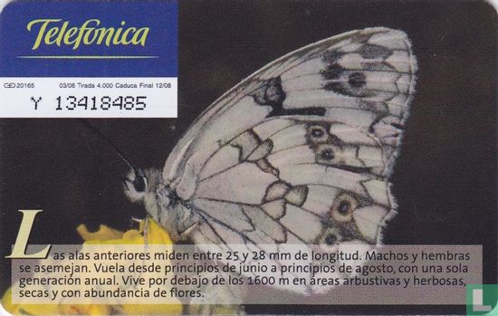 Mariposa Melanargia [Melanargia Lachesis] - Afbeelding 2