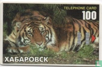 Tiger Chabarovsk Zoo - Bild 1