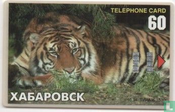 Tiger Chabarovsk Zoo - Bild 1