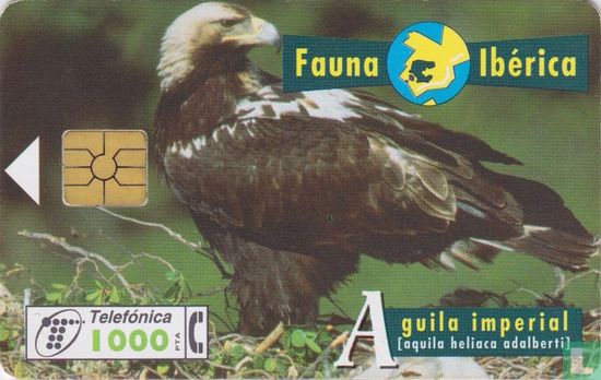 Aguila imperial [aquila heliaca adalberti] - Bild 1