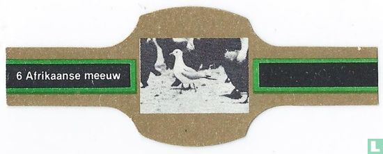 Seagull africaine - Image 1