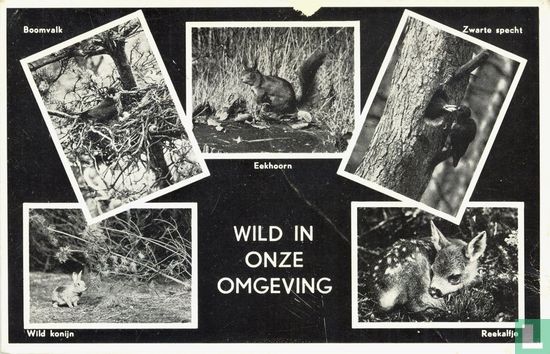 Wild in onze omgeving: Boomvalk, Eekhoorn, Zwarte specht, Wild konijn, Reekalfje - Afbeelding 1