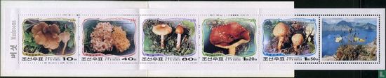 Paektu mushrooms in mountains - Image 2