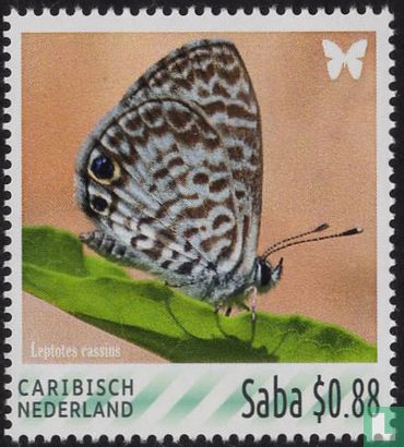 Butterflies-Saba