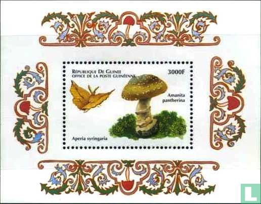 Mushrooms and insects