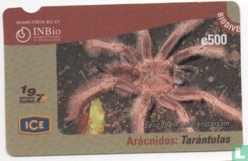 Tarantulas - Image 1