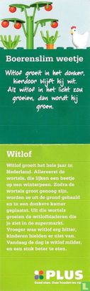 Witlof - Afbeelding 3
