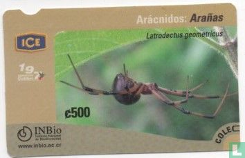 Aranas Spider - Image 1