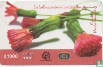 clavelille - Image 1