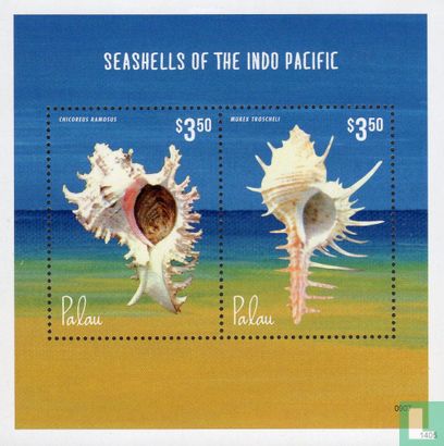 seashells Indo-Pacifique