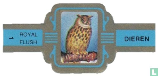 [Owl]  - Image 1