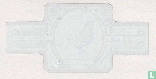 Lynx polonais - Image 2