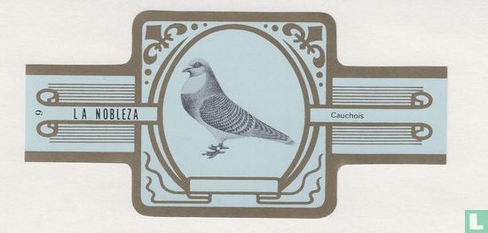 Cauchois - Bild 1