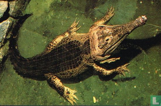 De scherpsnuit krokodil - Afbeelding 1
