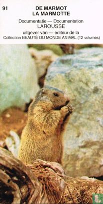 De marmot - Image 1