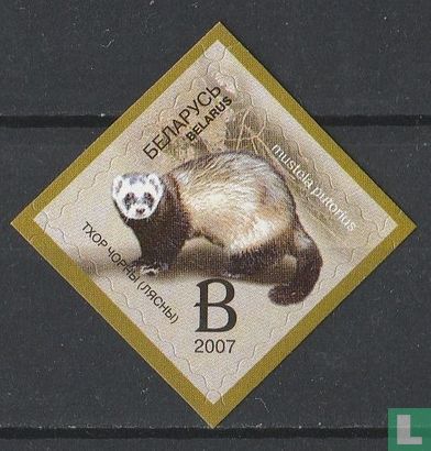 European polecat