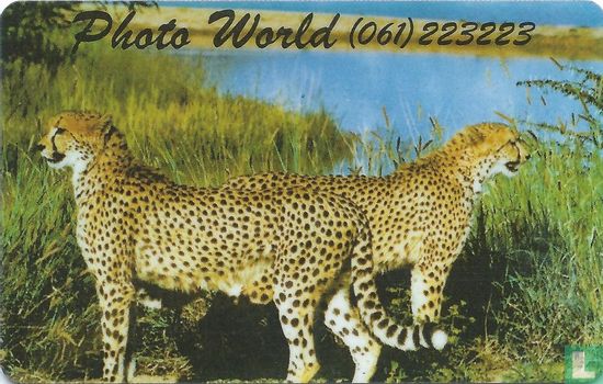 Cheetah Photo World