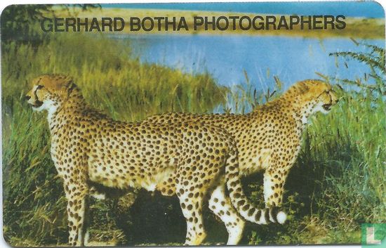 Cheetah Gerhad Botha Photographers
