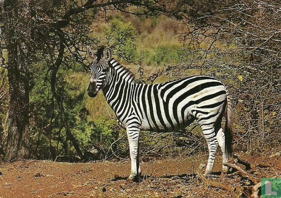 Zebra (1010) - Afbeelding 1
