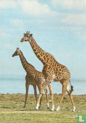 Giraffen (1010) - Image 1