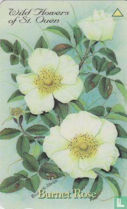 Burnet Rose - Image 1