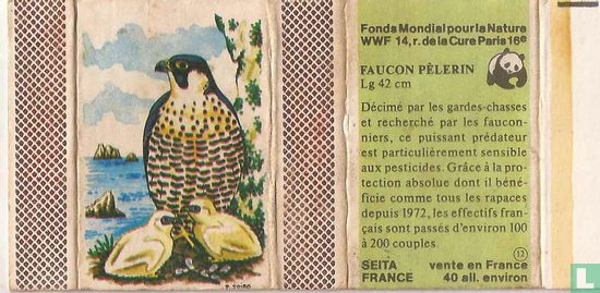 Faucon Pélerin
