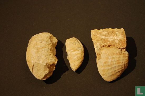 Fossil shells