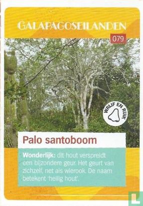 Palo santoboom - Afbeelding 1
