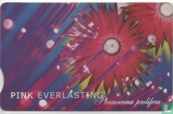 Pink Everlasting  - Bild 2