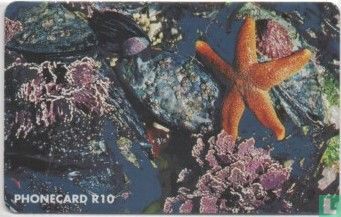 Starfish - Image 2